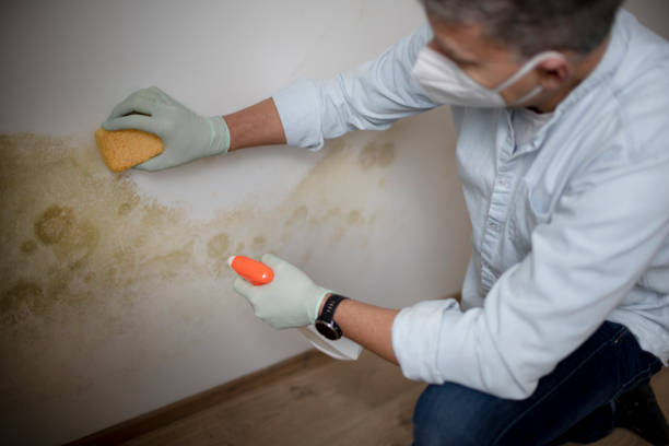 Best Attic Mold Remediation in Puxico, MO