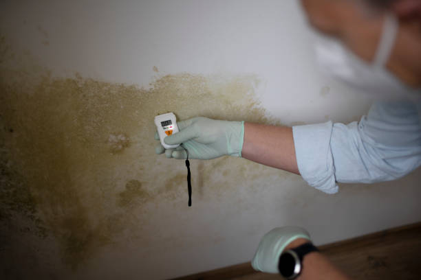 Best Emergency Mold Remediation in Puxico, MO