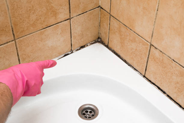 Best Residential Mold Remediation in Puxico, MO