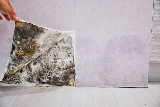 Trusted Puxico, MO Mold Remediation Experts